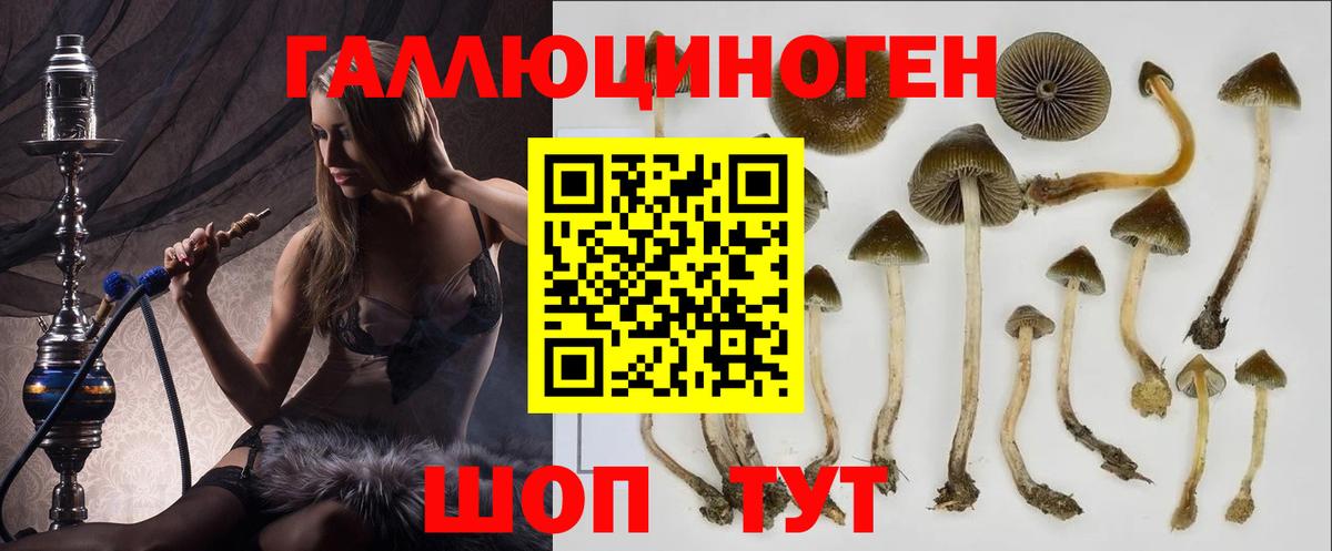 Псилоцибиновые грибы Psilocybe Екатеринбург